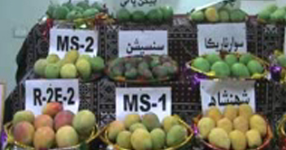 Mir Pur Khash: National mango festival begins
